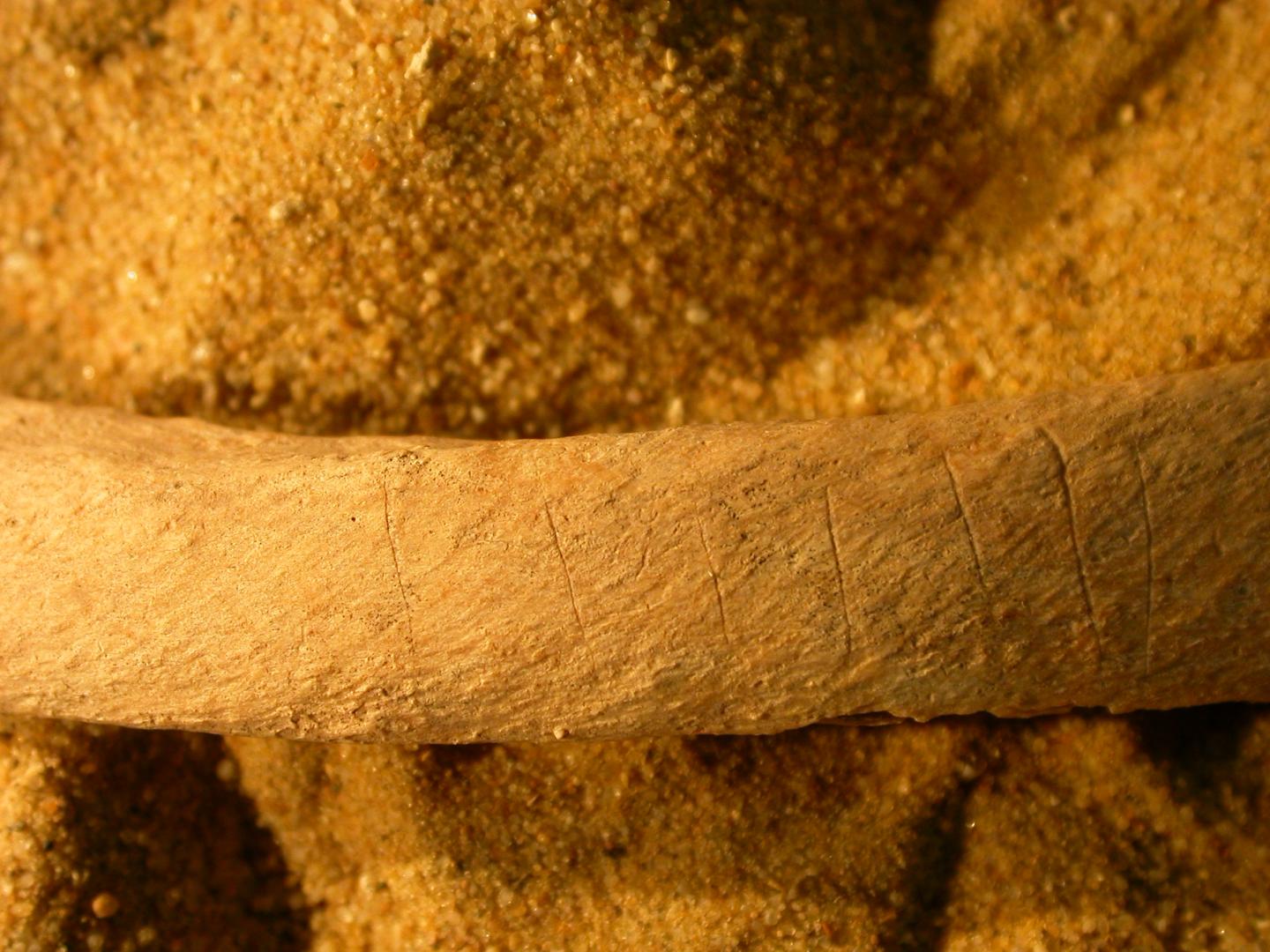 Knife Marks on External Surfaces of Two Rib Bone Fragments