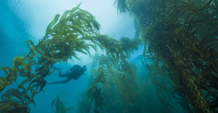 Diver and Kelp
