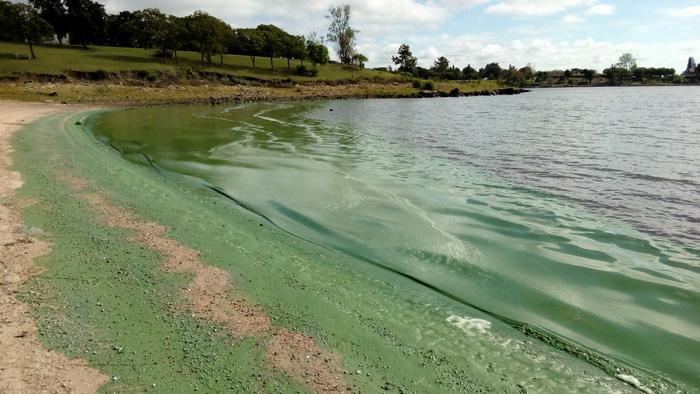 Blue-green algae in Rio Negro river