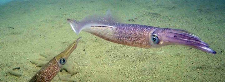 Longfin Squid