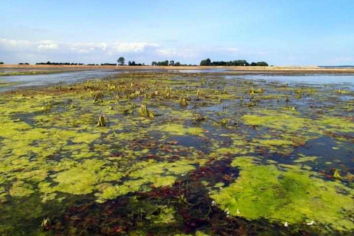 Gyldensten with Algae