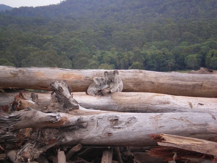 Mother and joey koala after deforestation of habitat.