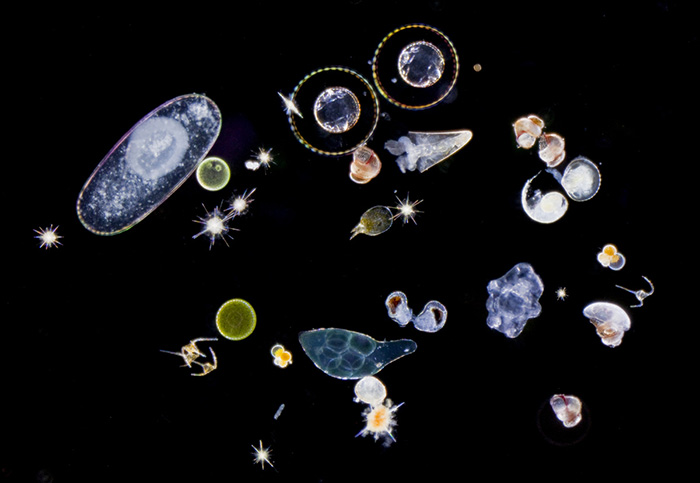 Planktonic protists and larvae