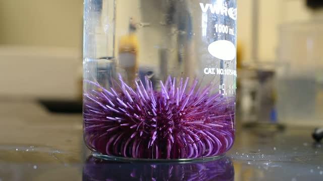 Purple Sea Urchin video