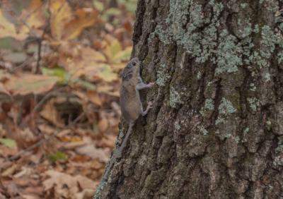 Degraded landscapes favor risky species