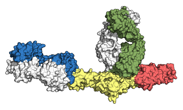 Structure of a Gc protein from CCHF virus