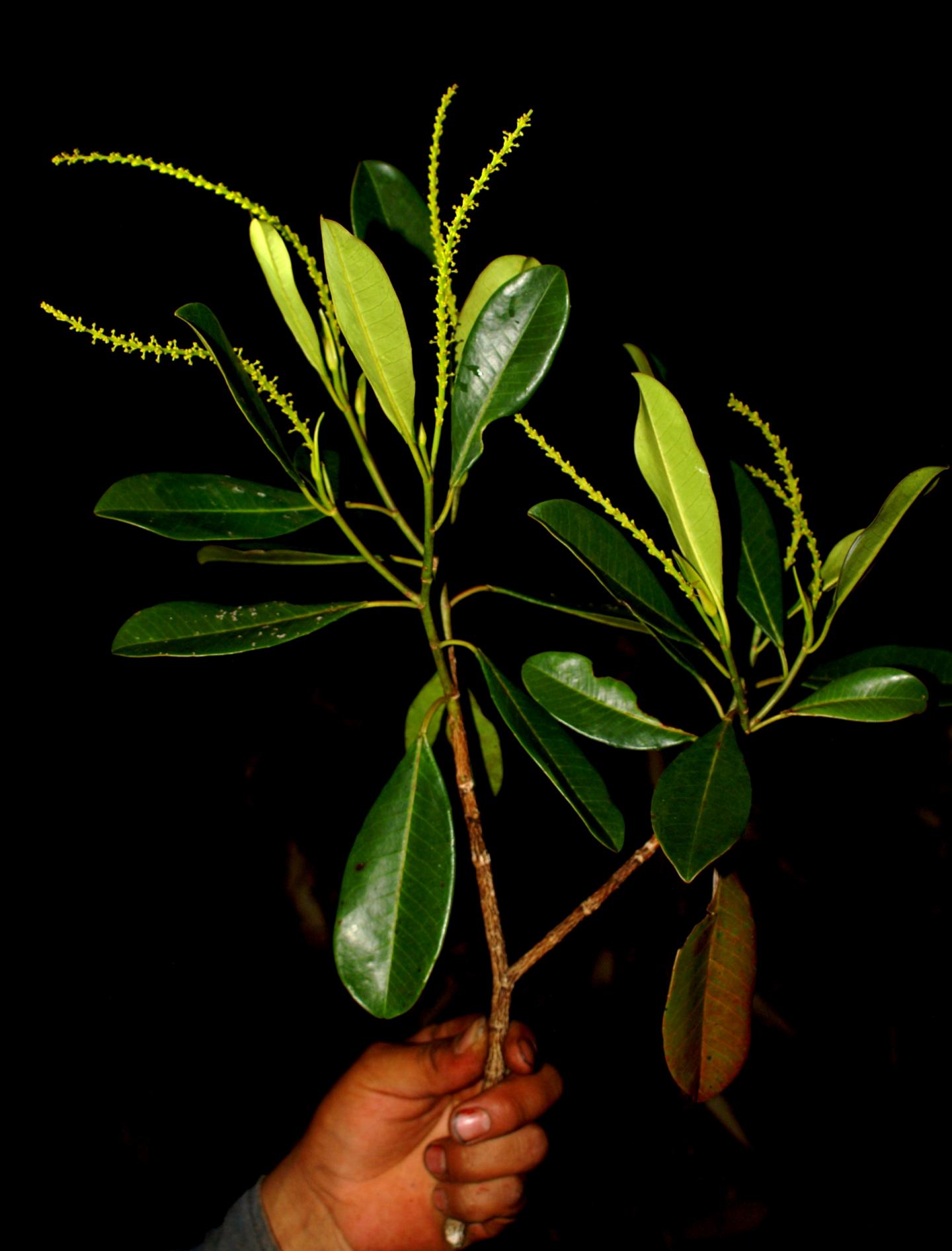 <i>Incadendron esseri</i> Branch