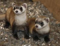 Black-Footed Ferret and Young