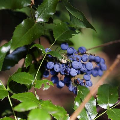 Mahonia (2 of 2)