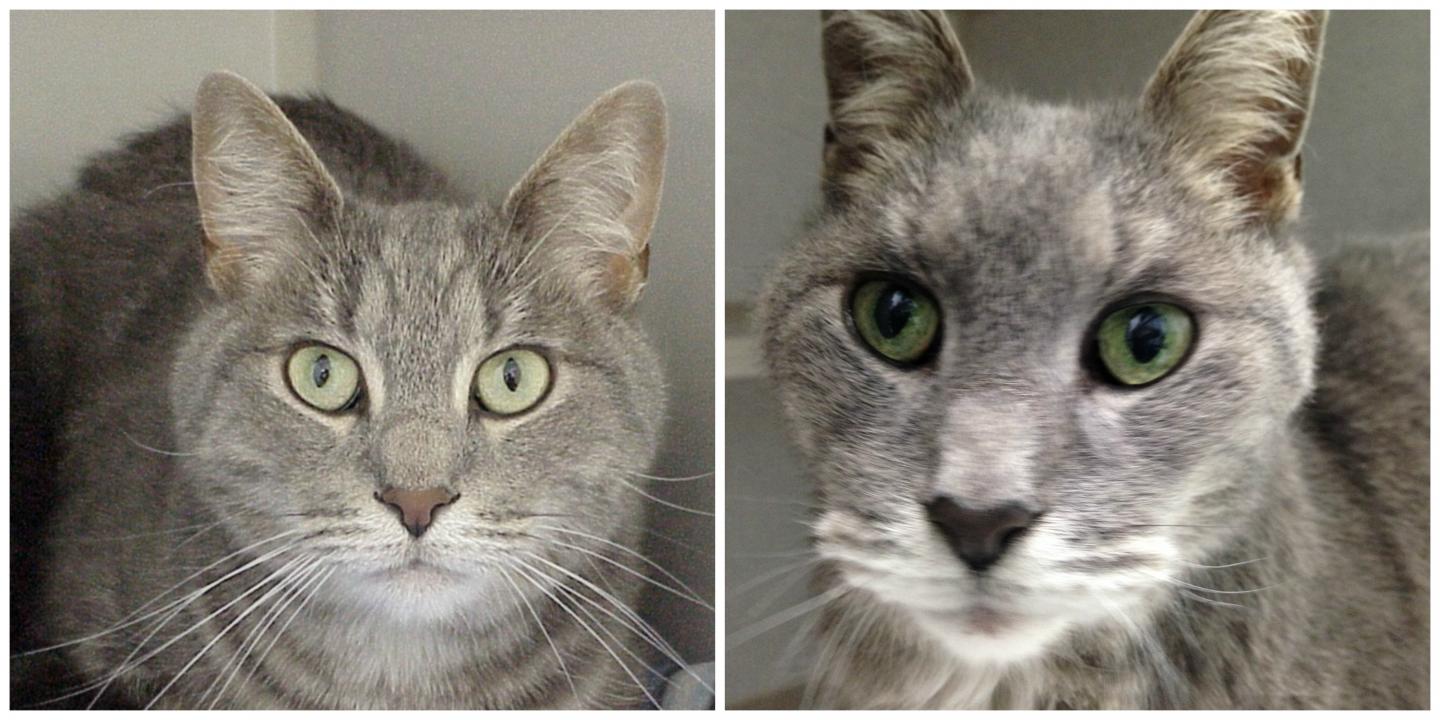 A Cat Pictured Before (Left) and While (Right) Suffering from Hyperthyroidism