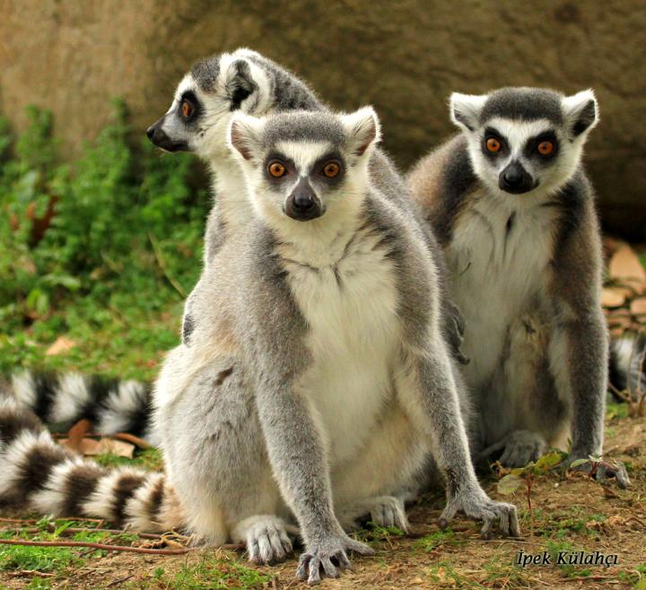 Lemurs