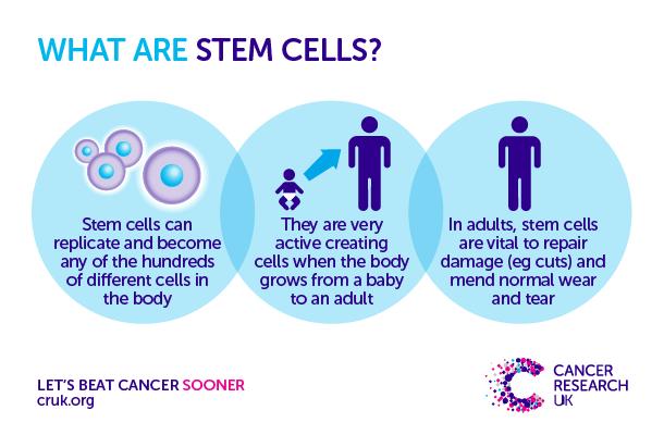 What are Stem Cells?