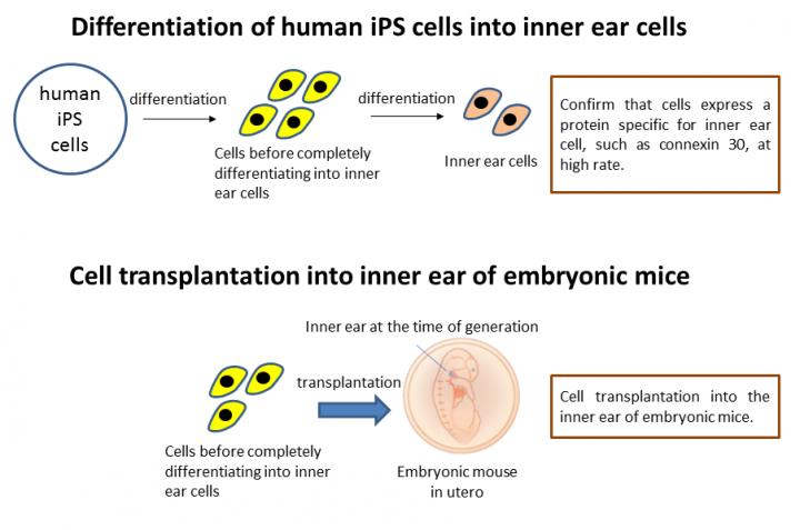 Differentiation Induction and Cell Transplantation of Human iPS-Derived Cells
