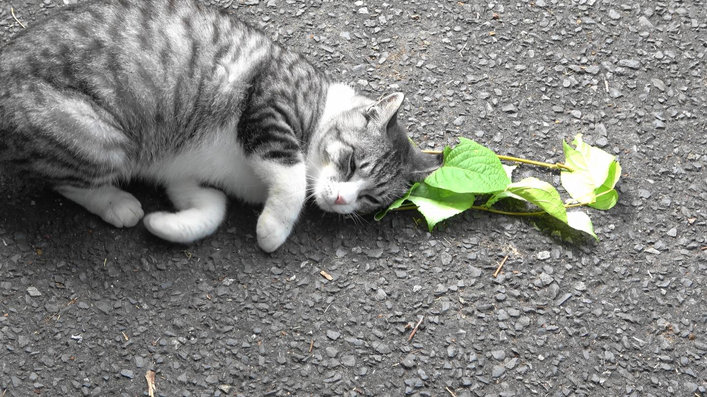 the silver vine response of a cat