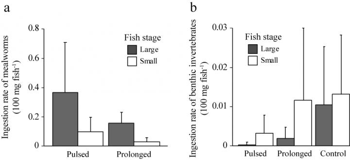 Figure 2: The amounts of terrestrial invertebrates (A) and benthic invertebrates (B) consumed by salmon