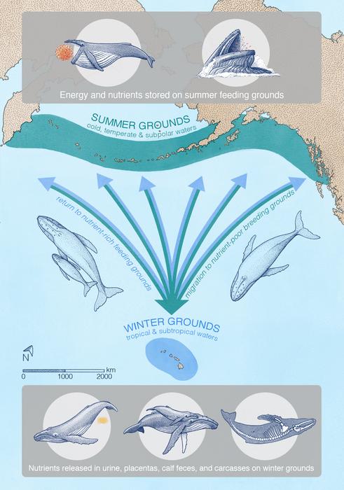 Diagram: The Great Whale Pee Funnel