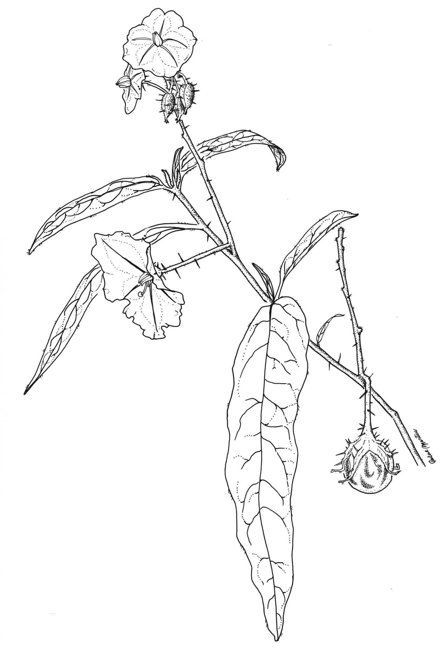 <I>Solanum watneyi</I> (2 of 2)