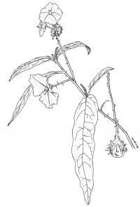 <I>Solanum watneyi</I> (2 of 2)