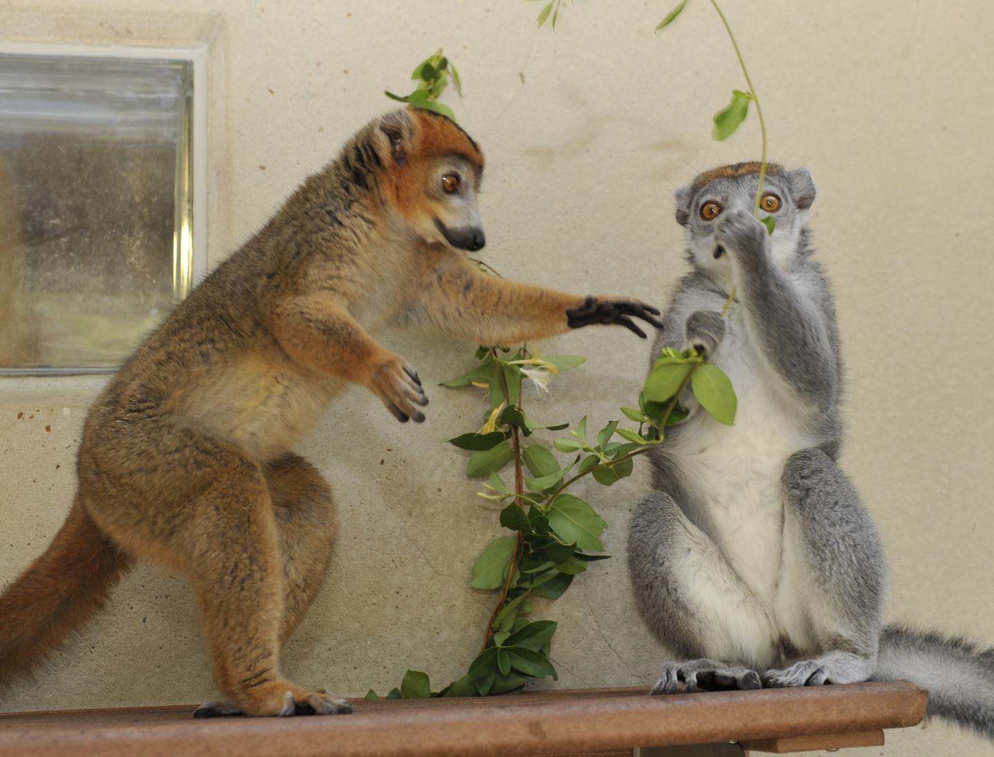 Crowned Lemur Female
