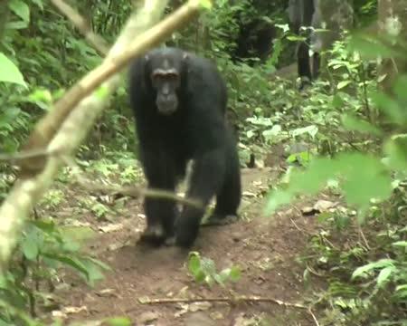 Chimpanzees Make Extra Effort to Alert Others | EurekAlert!