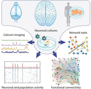 Cellular reprogramming can generate neural networks that reproduce unique characteristics of human cells