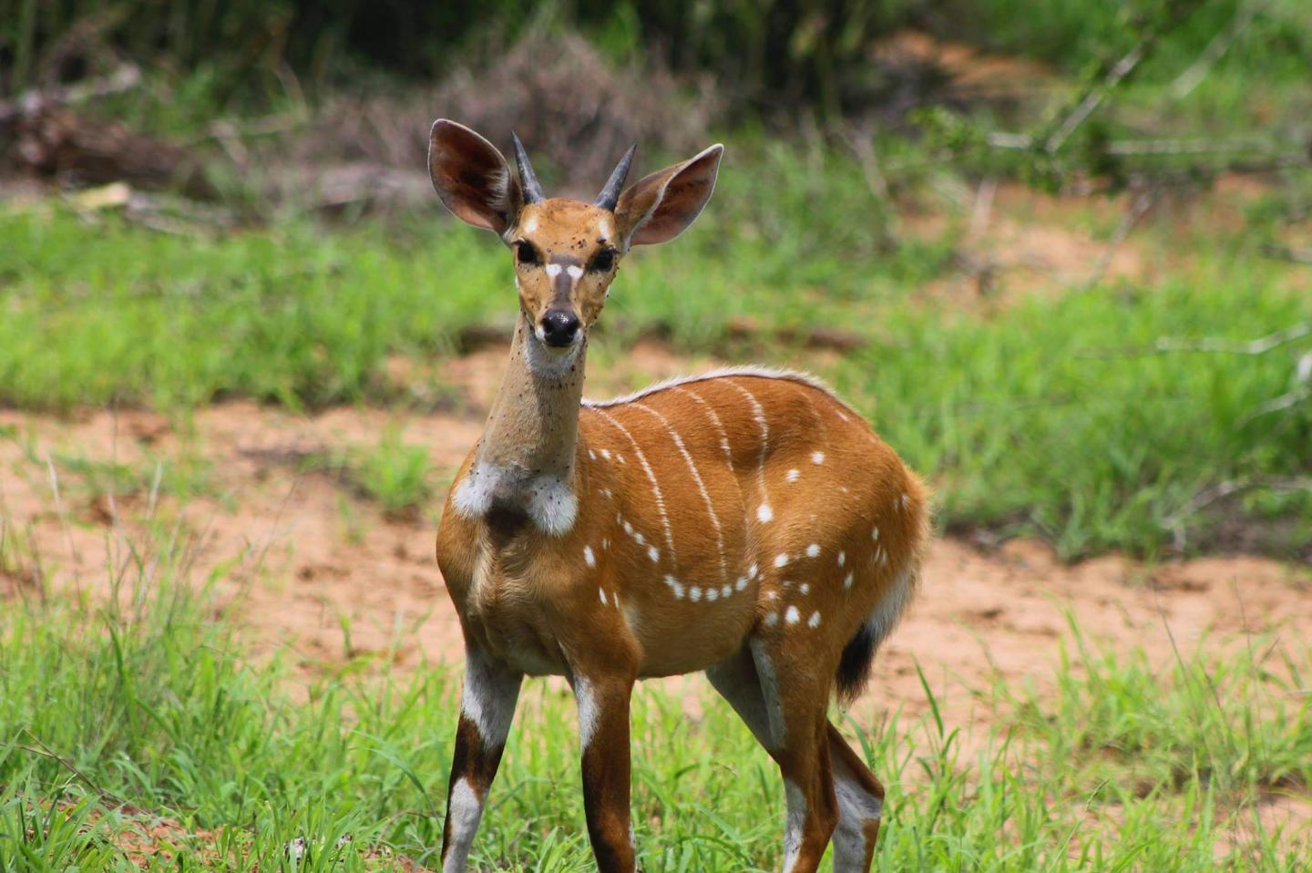 Bushbuck kewel