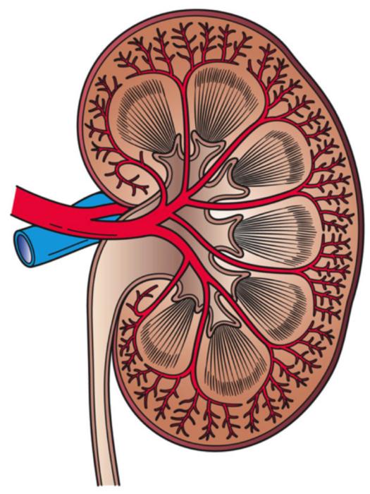 Innovative biosensor for the early detection of kidney disease