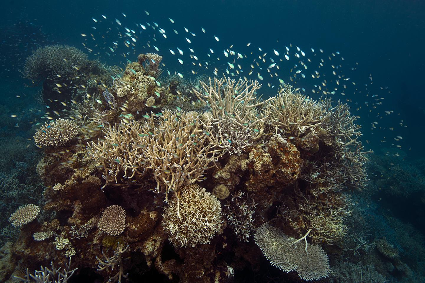 A coral reef in New Caledonia