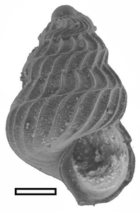 fossilized snail shell