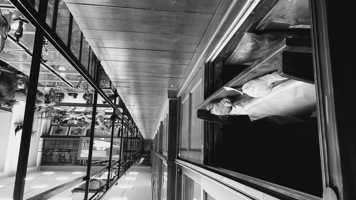 The bird skin collection of the Zoological Museum of Babeș Bolyai University