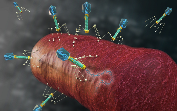 Bacteriophage genetic code-switching