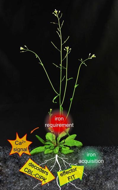 Plants Adapt the Iron Acquisition in their Roots to their Current Requirements