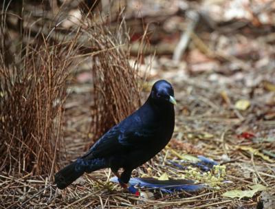 Satin Bowbirds Building Bowers