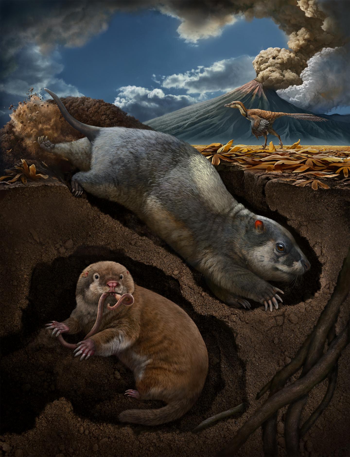 Digging mammal reconstruction