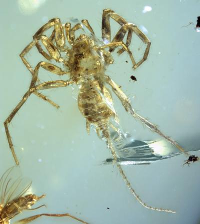 Extraordinary Spider Preserved in Amber