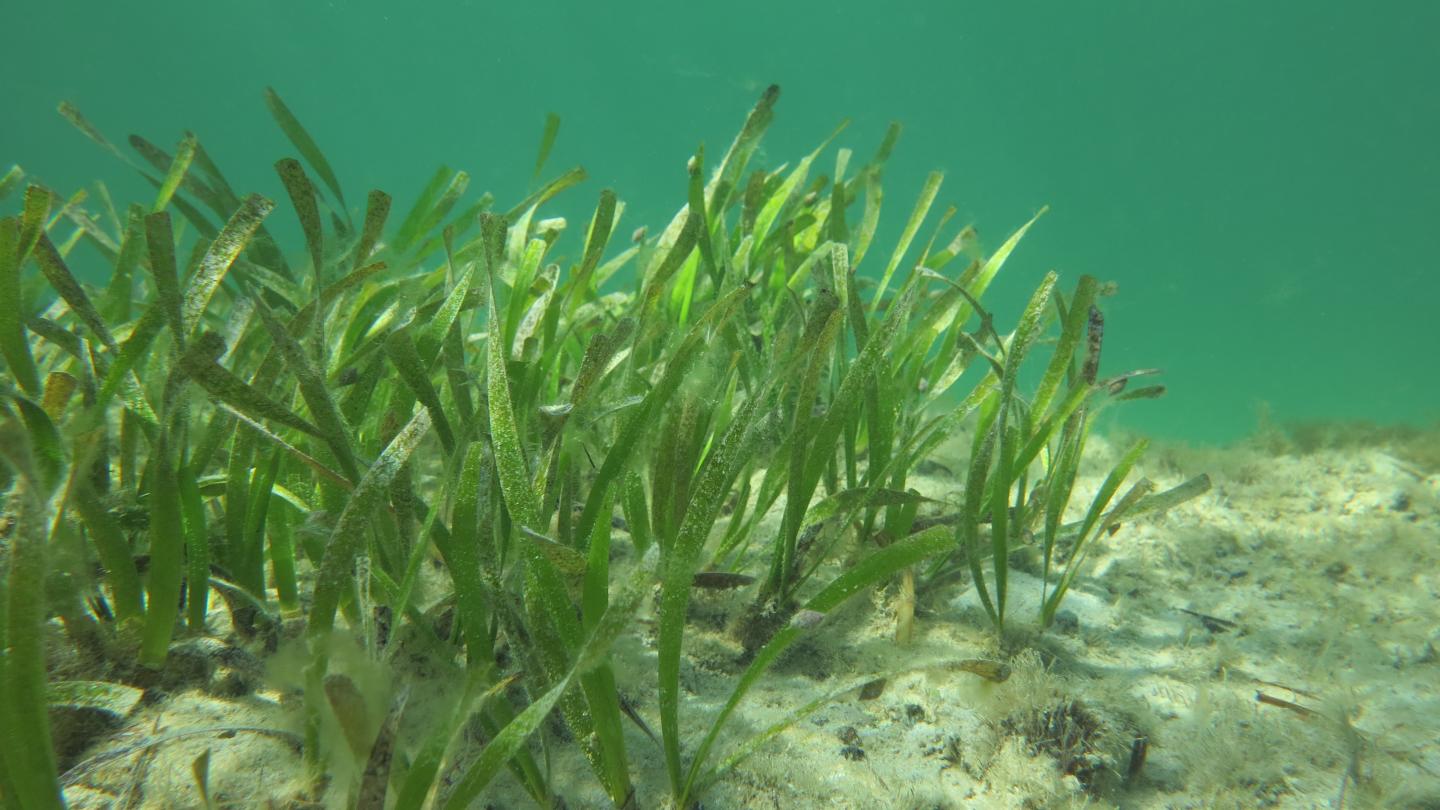 Seagrass Meadow