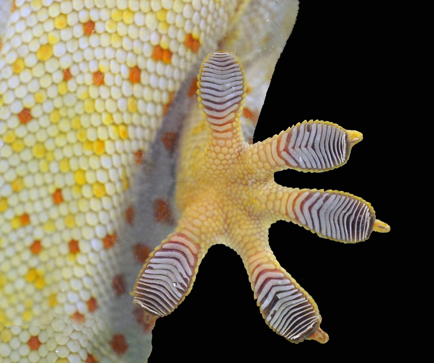 Gecko toe pads