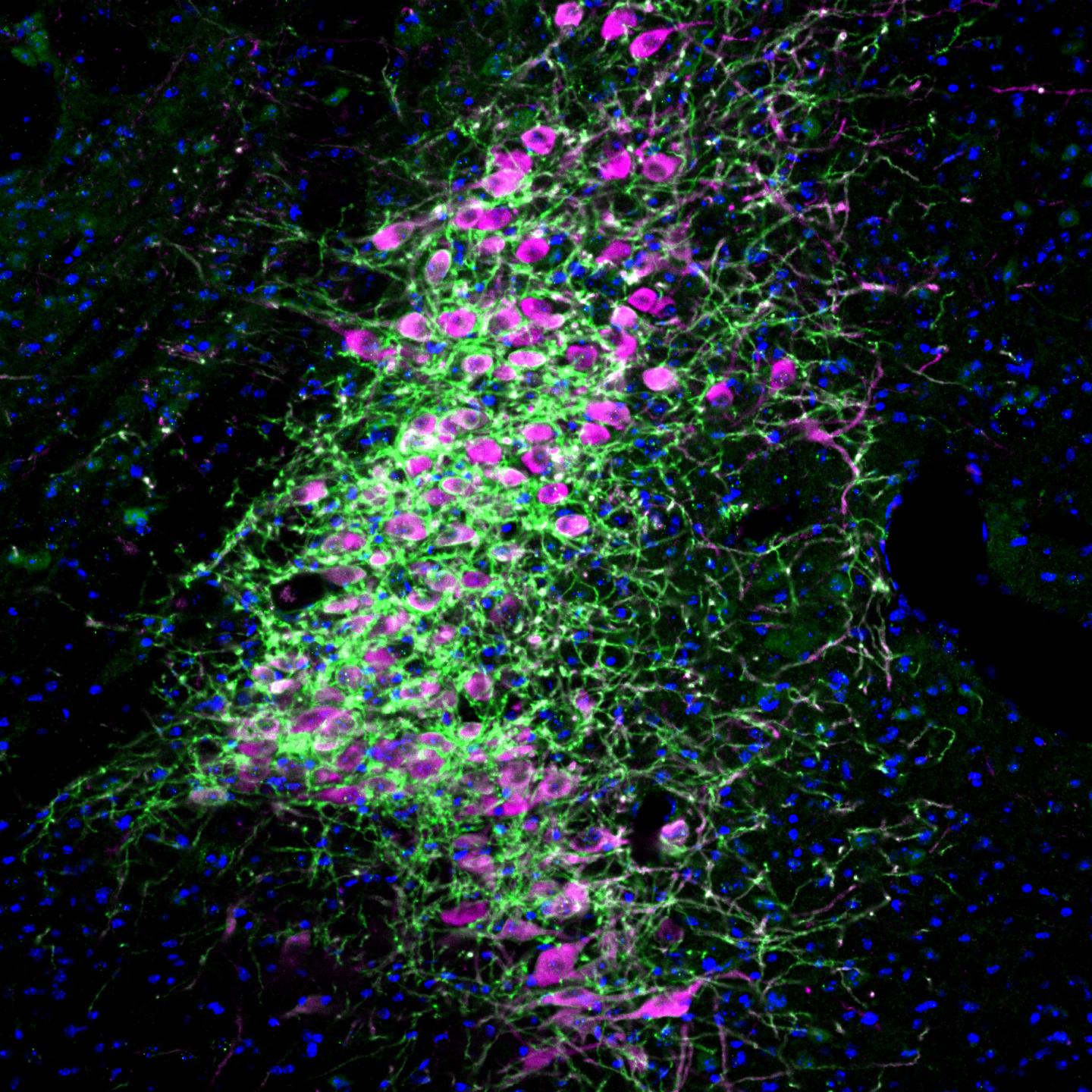 Locus Coeruleus Neurons