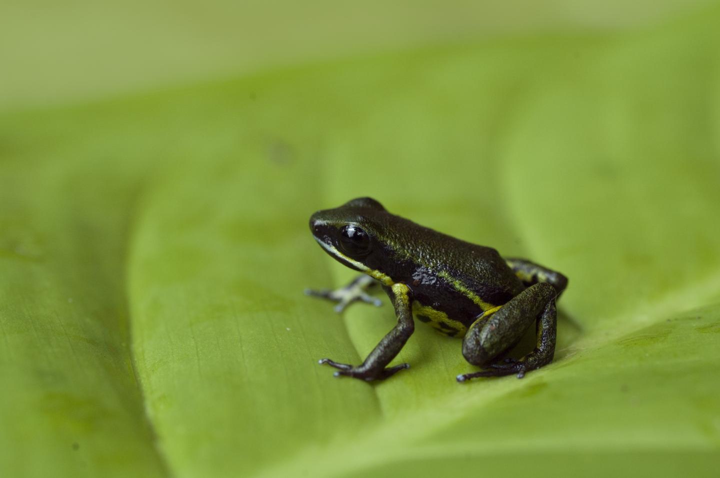 The 'Paradox' of Poisonous Frog Resistance against Their Own Toxins Explained (7 of 16)