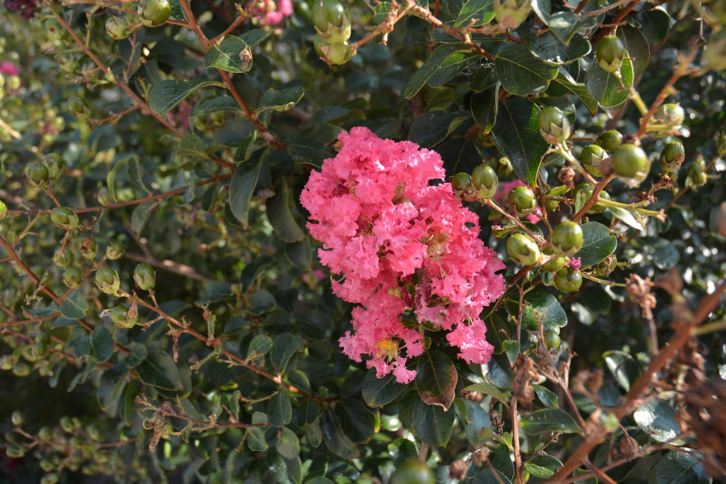 Crapemyrtle