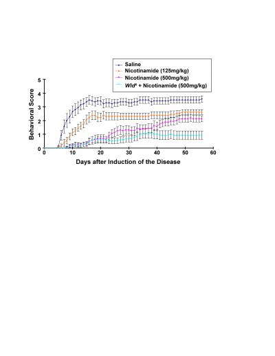 Nicotinamide Alleviates MS-Like Disease in Mice