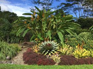 Heliconias planted as ornamentals in a garden in Panama