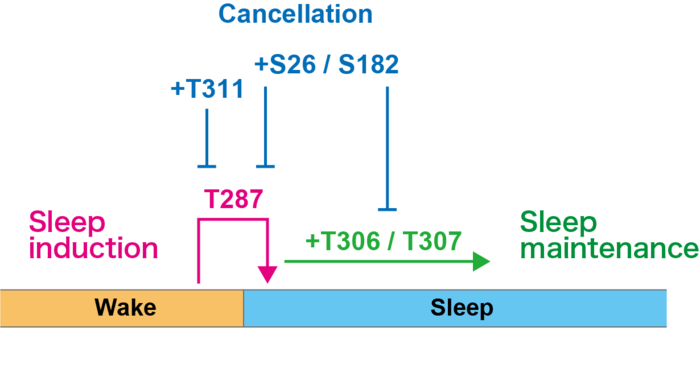 A schematic model of sleep regulation by CaMKIIβ phosphorylation state