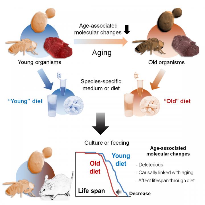 'Old Food' Diet Experiment Shows Molecular Changes Can Shorten Lifespan (1 of 2)