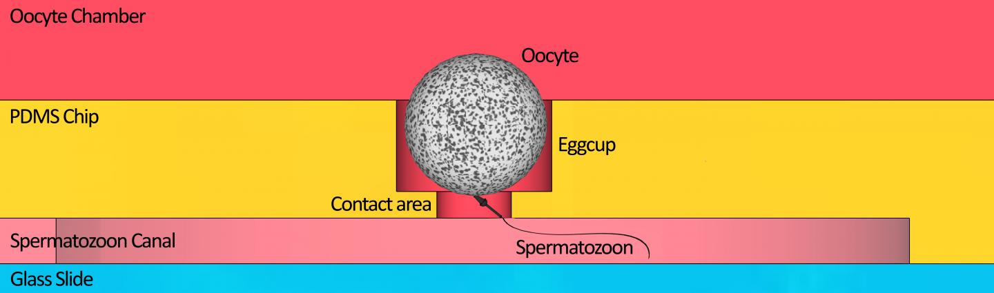 Sketch of the Microfluidic Chip
