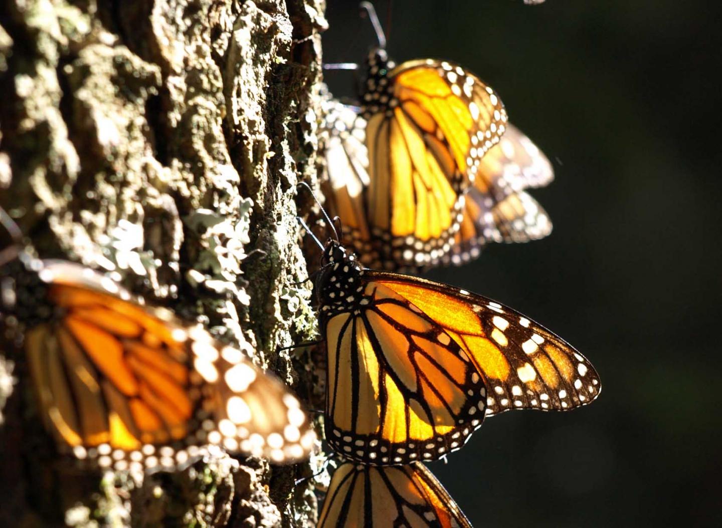 Monarch butterflies Monarch Buttecatching the sun on an oyamel tree in a Mexican overwintering site.