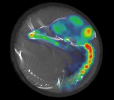 Waking Embryos Before They Are Born