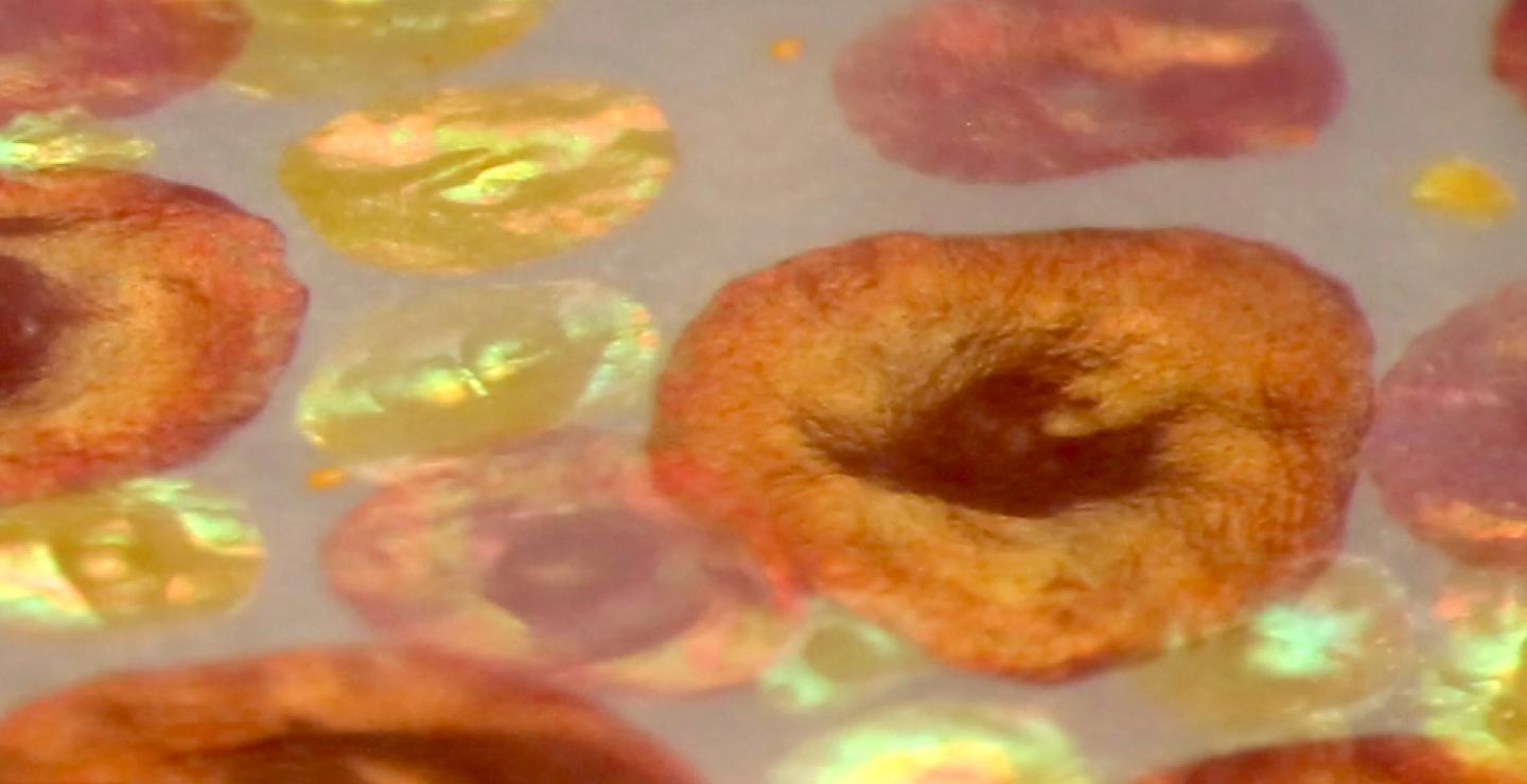 Squid Chromatophore Iridescence