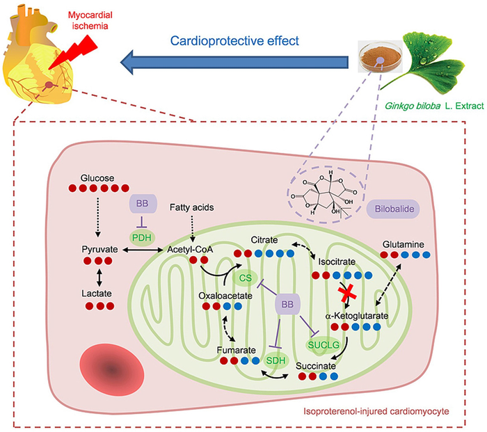 Researchers unravel how “bilobalide”, the bioactive ingredient in Gingko biloba extract, protects the heart from ischemic injuries in cardiac diseases