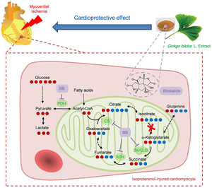 Researchers unravel how “bilobalide”, the bioactive ingredient in Gingko biloba extract, protects the heart from ischemic injuries in cardiac diseases